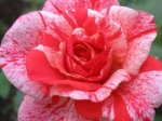 Роза чайно-гибридная ФИЛАТЕЛИЯ