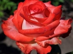 Роза чайно-гибридная БЛАШ