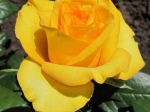 Роза чайно-гибридная КЕРИО