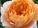 Роза чайно-гибридная ЭФФИ 