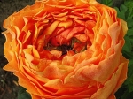 Роза чайно-гибридная КАРАЛУНА