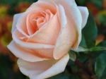 Роза чайно-гибридная ОСИАНА
